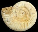 Perisphinctes Ammonite - Jurassic #68199-1
